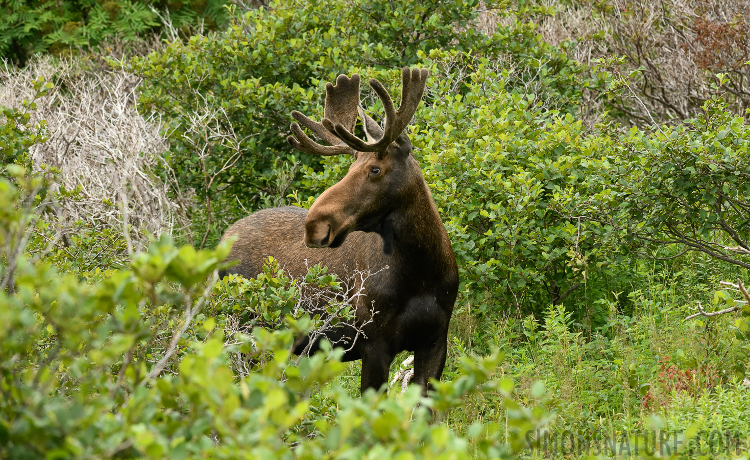 Alces alces americana [200 mm, 1/400 sec at f / 8.0, ISO 1600]